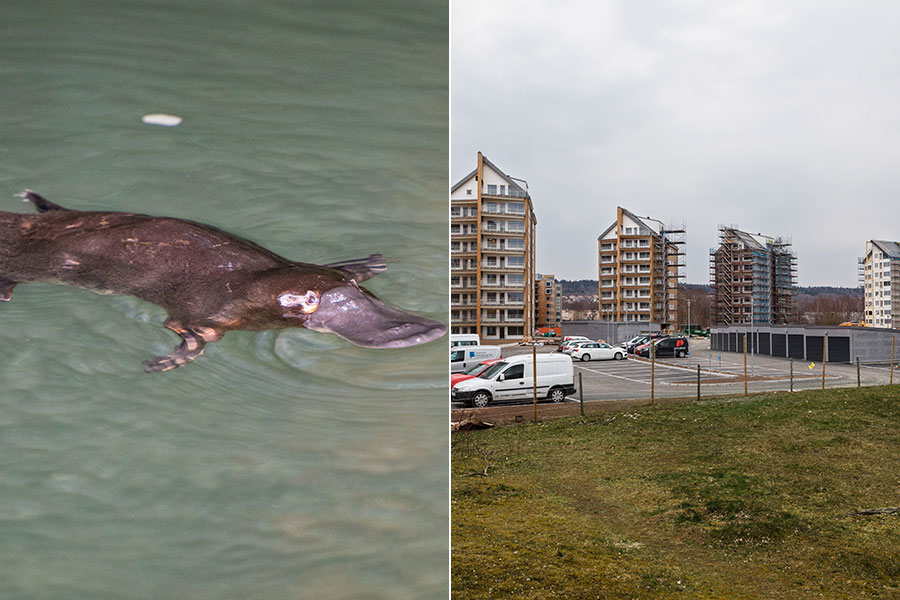 Welcome to the Platypus Club: Learning from Skövde - nabbdjur-skovde-900