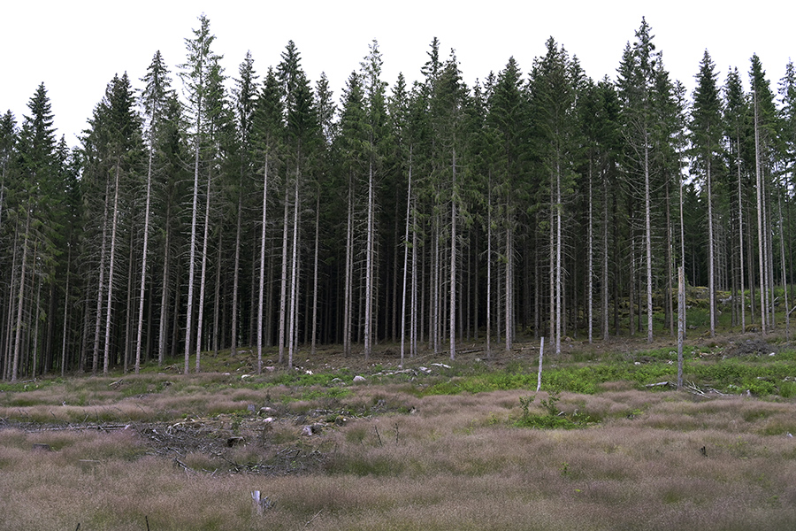 Skogsmark, skog, kalhygge