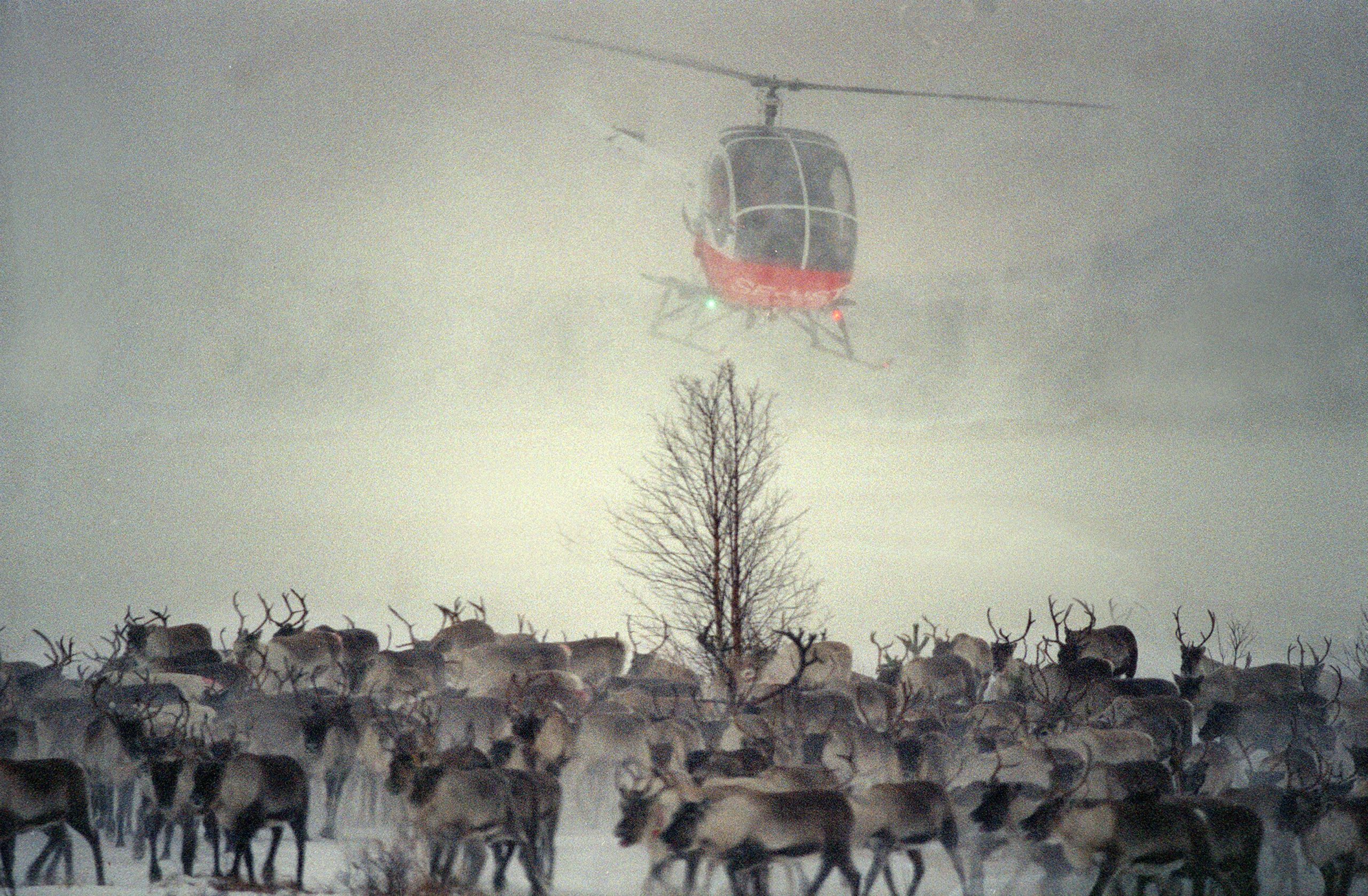 helikopter som flyger över renhjord