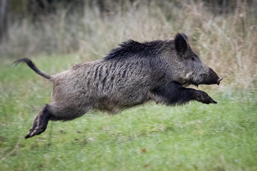 Restriktioner införs efter svinpest i Fagersta - Germany Swine Fever