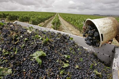 Viva Wine Group slår samman två dotterbolag - blir Morningstar Brands