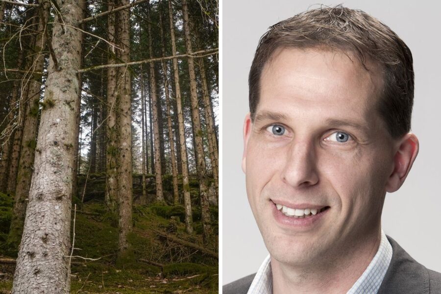 Varningen: Snart granbrist i Sverige - Paul Nord Skog (1)