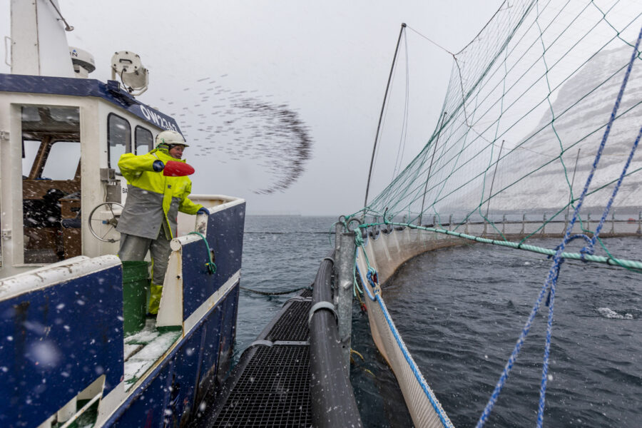 Bakkafrost minskar omsättningen och sänker utdelningen - bf_a25_gøtuvík_002