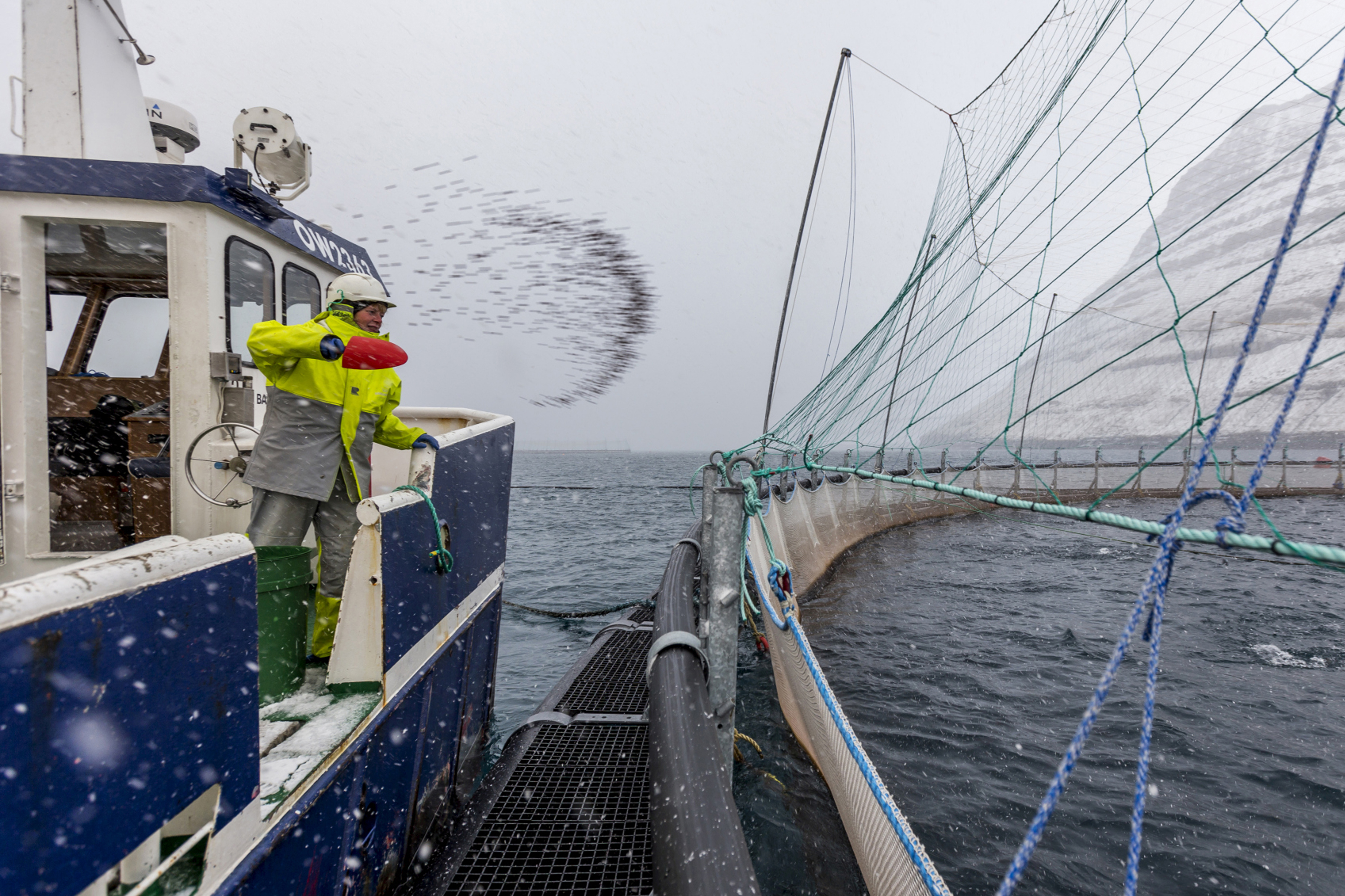 Bakkafrost minskar omsättningen och sänker utdelningen