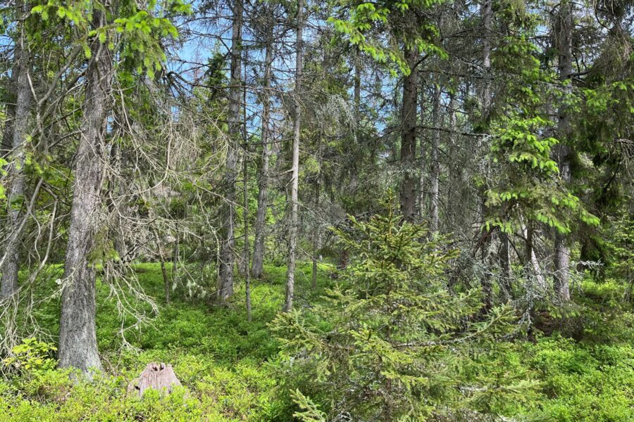 Latvian Forest: Är rabatten på riktigt? - skog