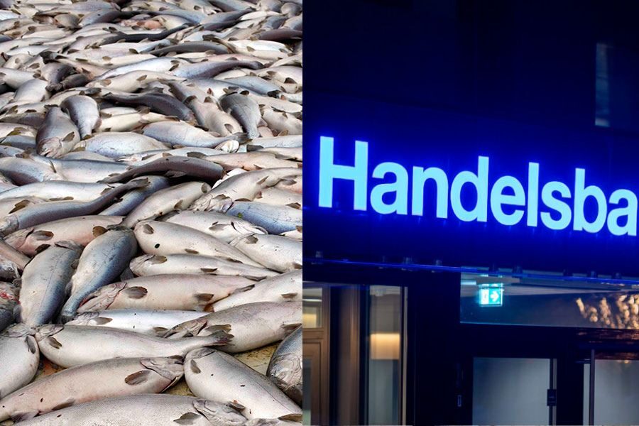 WWF kritiserar Handelsbanken för laxinnehav i fonden ”Hållbar energi” - Namnlös design